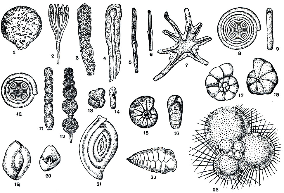 Рис. 32. Раковинки различных фораминифер: 1 - Saccamina sphaerica; 2 - Lagena plurigera; 3 - Hyperammina elongata; 4 - то же в разрезе; 5 - Rhabdam-mina linearis; в - то же в разрезе; 7 - Astrorhiza limicola; 8 - Ammo discus incertus, вид сбоку; 9 - то же со стороны устья; 10 - Cornuspira involvens; 11 - Rheopax nodulosus; 12 - Nodosaria hispida; 13 - Haplophragmoides canariensis, вид сбоку; 14 - то же со стороны устья; 15 - Nonion umbilicatulus; 16 - то же со стороны устья; 17 - Discorbis vesicularis; 18 - тоже, вид со стороны основания; 19 - Quinqueloculina seminulum (вид сбоку); 20 -то же со стороны устья; 21 - Spiroloculina depressa; 22- Textularia sagittula; 23- Globigerina sp