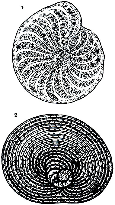 Рис. 33. Раковины фораминифер: 1 - Elphidium strigilata; 2 - Archiacina verworni