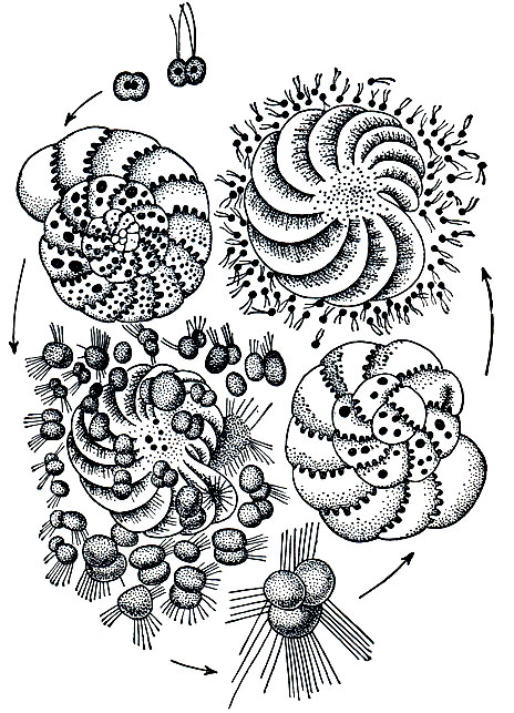 Рис. 35. Жизненный цикл фораминиферы Elphidium crispa: слева внизу - выход зародышей, образовавшихся в результате бесполого размножения; сверху-выход гамет и их копуляция