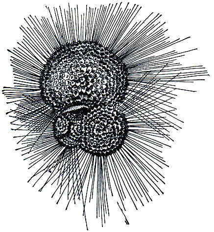 Рис. 36. Планктонная фораминифера Globigerina bulloides