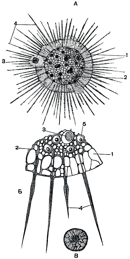 Рис. 38. Солнечник Actinosphaerium eichhorni: А - общий вид; Б - участок тела при большем увеличении; В - строение ядра при большом увеличении. 1 - эктоплазма; 2 - эндоплазма; 3 - пища; 4 - аксоподий; 5 - ядро