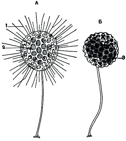 Рис. 39. Солнечник Clathrulina elegans: 1 - аксоподии; 2 - скелет; 3 - дочерние особи внутри скелета материнской особи