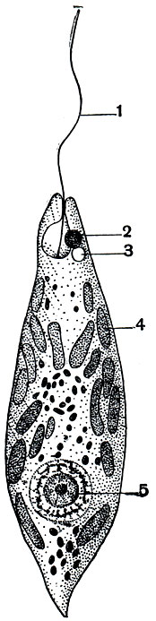 Рис. 40. Жгутиконосец Euglena viridis: 1 - жгутик; 2 - глазное пятнышко (стигма); 3 - сократительная вакуоля; 4 - хроматофоры; 5 - ядро