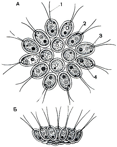Рис. 42. Колониальная фитомастигина Gonium pectorale: 1 - жгутики; 2 - глазок (стигма); 3 - сократительная вакуоля; 4 - ядро