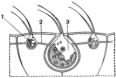 Рис. 45. Небольшой участок колонии Volvox aureus (схематизированно): 1 - вегетативная особь колонии; 2 - цитоплазматический мостик; 3 - более крупная особь, в результате развития которой получаются новые, дочерние колонии