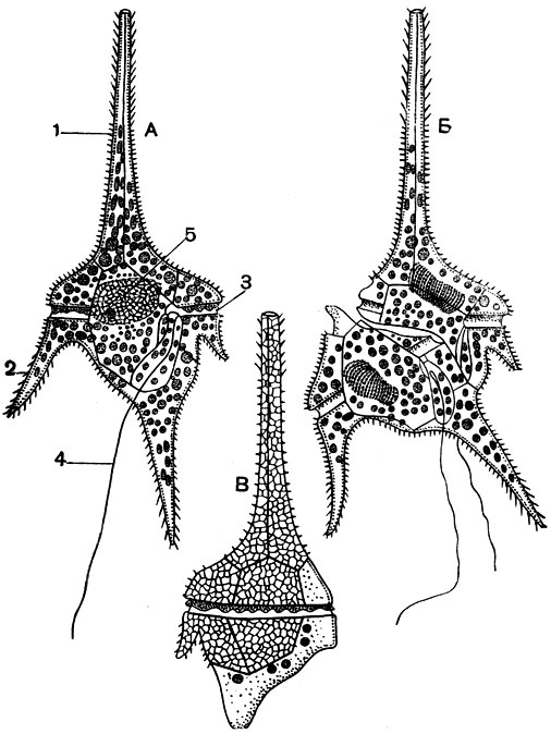 Рис. 48. Ceratium hirudinella: А - неделящаяся особь; Б - деление; В - только что разделившаяся особь, часть пластинок на заднем конце недоразвита. 1 - апикальный вырост; 2 - антапикальный вырост; 3 - поясок; 4 - задний жгутик; 5 - ядро