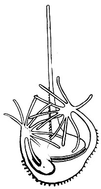 Рис. 49. Морской панцирный жгутиконосец Ceratium palmatum