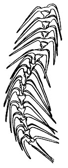 Рис. 50. Морской панцирный жгутиконосец Geratium voltur. Цепочка, образовавшаяся в результате делений