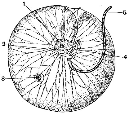 Рис. 52. Ночесветка Noctiluca miliaris: 1 - центральное скопление цитоплазмы; 2 - ядро; 3 - пищеварительные вакуоли; 4 - жгутик, расположенный в области ротового углубления; 5 - жгутик 'щупальце'