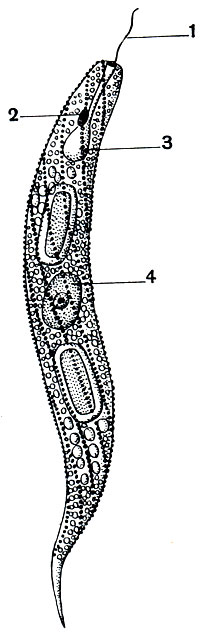 Рис. 53. Euglena spirogyra. Пелликула структуирована. 1 - жгутик; 2 - глазок (стигма); 3 - резервуар сократительной вакуоли; 4 - ядро
