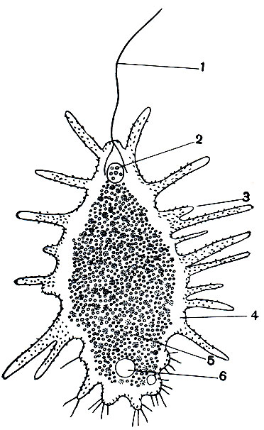 Рис. 55. Жгутиконосец Mastigamoeba aspersa, обладающий жгутиком и псевдоподиями: 1 - жгутик; 2 - ядро; 3 - псевдоподии; 4 - эктоплазма; 5 - эндоплазма; б - сократительная вакуоля