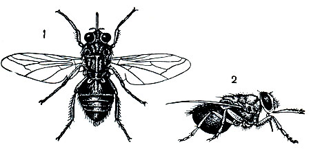 Рис. 59. Переносчик сонной болезни кровососущая муха Glossina palpalis (цеце): 1 - со спинной стороны; 2 - сбоку, насосавшаяся крови