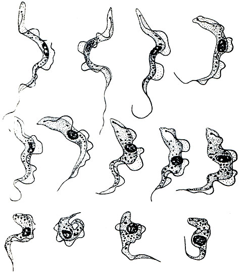 Рис. 58. Различные формы жгутиконосца Trypanosoma gambiense - возбудителя сонной болезни человека