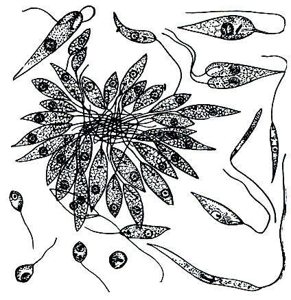 Рис. 61. Возбудитель висцерального лейшманиоза (кала-азара) Leishmania donovani в культуре. У жгутиконосца развиты жгутики, отсутствующие при паразитировании его в тканях хозяина