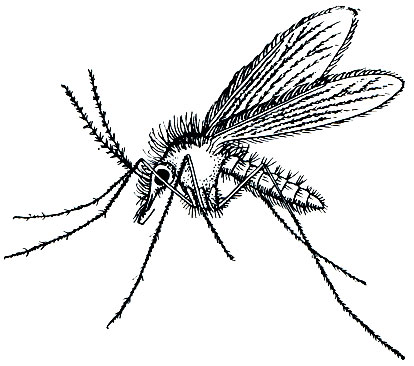 Рис. 62. Переносчик лейшманиозов москит Phlebotomus pappatasii. Самка, увеличенная в 13 раз