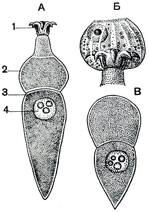 Рис. 67. Грегарина Corycella armata из кишечника насекомых: А - взрослая грегарина; Б - эпимерит грегарины, внедрившийся в эпителиальную клетку кишечника; В - грегарина, сбросившая эпимерит. 1 - эпимерит; 2 - протомерит; 3 - дейтомерит; 4 - ядро