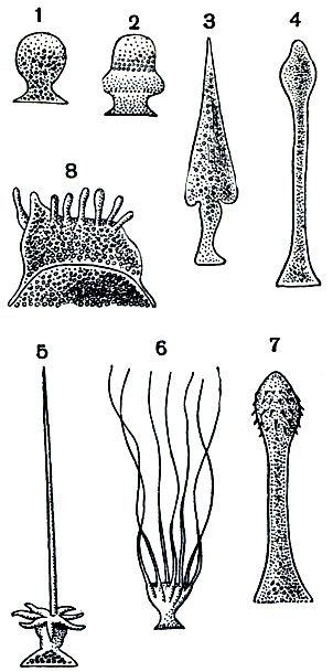 . 68.    : 1 - Gregarina longa; 2 - Sycia ini-pitata; 3 - Pileocephalus heeri; 4 - Stylocephalus longicollis; 5 - Beloides firnus; 6 - Cometoides crinitus; 7 - Geniorhynchus monnieri; 8 - Echinomera hispida