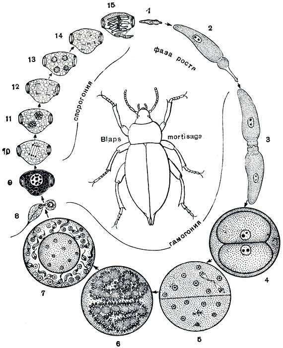 Рис. 69. Цикл развития грегарины Stylocephalus longicollis: 1-4 - в кишечнике жука В laps mortisaga; l - спорозоит; 2 - гамонт; 3 - соединение двух особей, образование сизигия; 4 - циста с двумя округлившимися гамонтами; 5-15 - во внешней среде; 5, 6 - деление ядер гамонтов, ведущее к образованию половых клеток (гамет); 7 - сформированные гаметы; 8 - копуляция гамет; 9 - зигота, образовавшая оболочку (ооциста); 10-14 - развитие спорозоитов в ооцисте (спорогония); 15 - спорозоиты, выходящие из споры