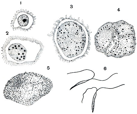 Рис. 72. Развитие микрогамет Eimeria magna: 1 - молодой микрогаметоцит с неразделившимся ядром; 2-4 - стадии роста микрогаметоцита, сопровождающиеся делением ядер; 5 - формирование микрогамет; 6 - микрогаметы, каждая снабженная двумя жгутиками