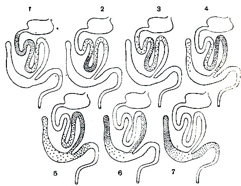 Рис. 74. Локализация разных видов кокцидий рода Eimeria в кишечнике кролика: 1 - Eimeria media; 2 - Е. irresidua; 3 - Е. реrforans; 4 - Е. magna; 5 - Е. intestinalis; 6 - Е. coecicola; 7 - Е. piriformis