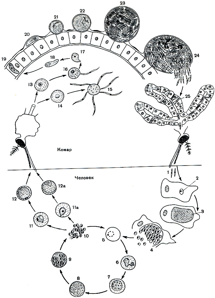 Рис. 75. Цикл развития кровяного споровика Plasmodium vivax (возбудителя малярии): 1 - спорозоиты; 2-4 - бесполое размножение (шизогония) паразита в клетках печени; 2 - спорозоит, внедрившийся в печеночную клетку; 3 - растущий шизонт с многочисленными ядрами; 4 - шизонт, распадающийся на мерозоиты; 5-10 - бесполое размножение (шизогония) в красных кровяных клетках (эритроцитах); 5 - молодой шизонт в форме кольца; в - растущий шизонт с псевдоподиями; 7,8 - дальнейшие стадии роста шизонта, деление ядер; 9 - распад шизонта на мерозоиты; 10 - выход мерозоитов из эритроцита; 11 - молодой макрогаметоцит; 11а - молодой микрогаметоцит; 12 - зрелая макрогамета; 12а - зрелый микрогаметоцит; 13 - макрогамета; 14 - микрогаметоцит; 15 - образование микрогамет; 16 - копуляция микро- и макрогаметы; 17 - зиготы; 18 - подвижная зигота (оокинета); 19 - оокинета, проникающая через стенку кишечника комара; 20 - оокинета, прикрепившаяся к наружной стенке кишечника комара и превращающаяся в ооцисту; 21, 22 - растущая ооциста с делящимися ядрами; 23 - зрелая ооциста со спорозоитами; 24 - спорозоиты, покидающие оболочку ооцисты; 25 - спорозоиты в слюнной железе комара