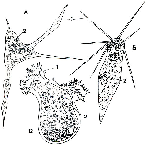 Рис. 78. Плазмодии полостных миксоспоридии со спорами: А - Ceratomyxa appendiculata; Б - Leptotheca agilis; В - Chloromyxum leidigi. 1 - псевдоподии; 2 - споры со стрекательными капсулами