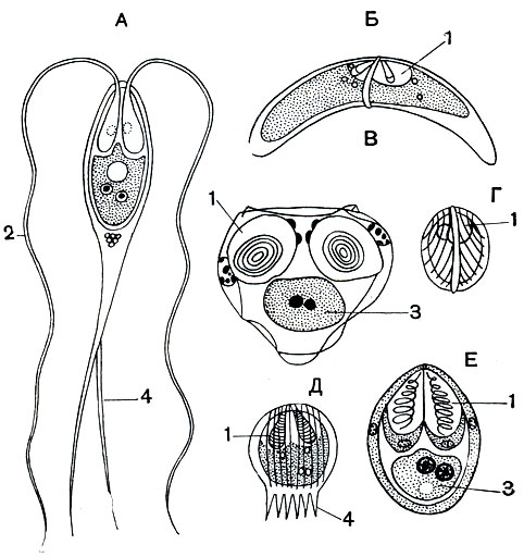 Рис. 80. Споры различных миксоспоридий: А - Henneguya acerina; Б - Geratomyxa truncata; В - Sinuolinea dimorpha; Г - Sphaerospora divergens; Д - Mitraspora cyprini; E - Myxobolus sp. 1 - стрекательные капсулы; 2 - выброшенная стрекательная нить; 3 - амебоид с двумя ядрами; 4 - отростки оболочки споры