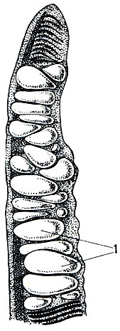Рис. 81. Жаберный лепесток щуки, пораженный цистами миксоспоридии Henneguya lobosa. 1 - цисты миксоспоридии