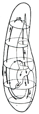 Рис. 88. Путь пищеварительной вакуоли (показан стрелками) в теле инфузории туфельки
