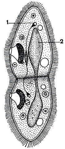 Рис. 90. Бесполое размножение путем поперечного деления инфузории туфельки (схематизированно): 1 - микронуклеус; 2 - макронуклеус