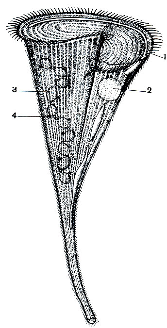 Рис. 92. Инфузория трубач (Stentor coeruleus) в расправленном состоянии: 1 - околоротовая (адоральная) зона мембранелл; 2 - сократительная вакуоля, состоящая из резервуара и двух приводящих каналов; 3 - четковидный макронуклеус; 4 - микронуклеусы