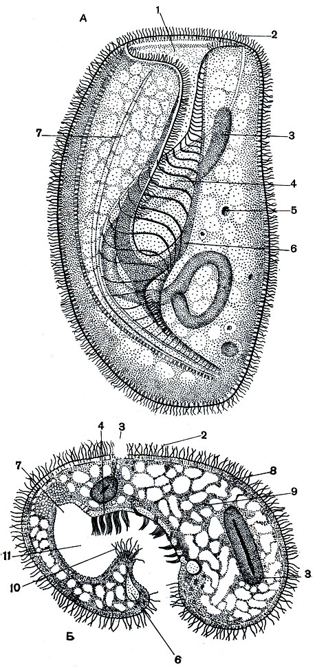 Рис. 93. Разноресничная инфузория Bursaria truncatella: А - общий вид инфузории; Б - поперечный разрез через середину тела. 1 - отверстие, ведущее в перис-томальное углубление; 2 - реснички; з - большое ядро (макронуклеус); 4 - околоротовые (адоральные) мембранеллы; 5 - пищевые включения; б - скелет, поддерживающий перистомальную впадину; 7 - ротовая щель; 8 - эктоплазма; 9 - эндоплазма; 10 - ряды ресничек, спускающиеся в перистомальную впадину; 11 - полость перистомальной впадины