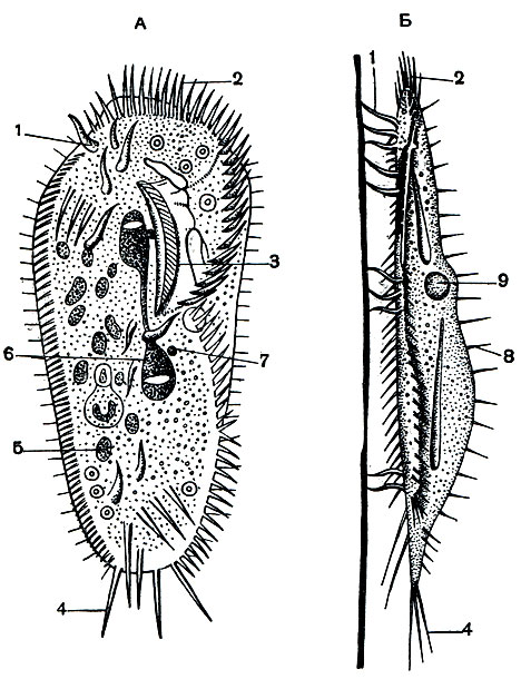 Рис. 95. Брюхоресничная инфузория Stylonichia mytilus: А - с брюшной стороны; Б - сбоку. 1 - брюшные цирры; 2 - мембранеллы адоральной зоны; 3 - перистом с околоротовыми ресничками и мембраной; 4 - хвостовые (каудальные) цирры; 5 - пищевые вакуоли; 6 - макронуклеус; 7 - микроклеус; 8 - спинные щетинки; 9 - сократительная вакуоля