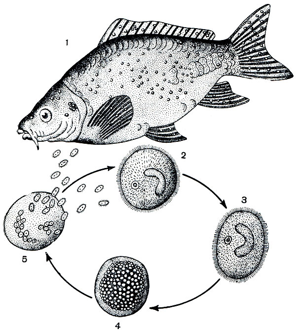 Рис. 108. Жизненный цикл Ichthyophthirius multifiliis: 1 - рыба, пораженная ихтиофтириазитом; 2 - зрелый паразит из кожи рыбы; 3 - паразит, покинувший рыбу; 4 - циста размножения; 5 - выход бродяжек из цисты
