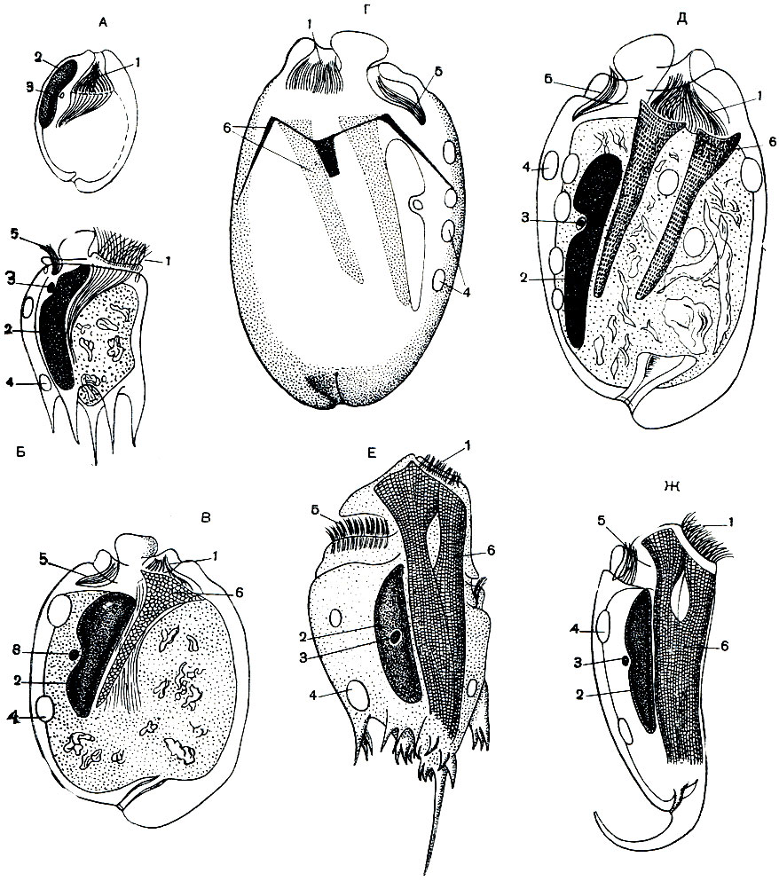 Рис. 110. Инфузории семейства Ophryoscolecidae из рубца жвачных: А - Entodinium simplex; Б - Anoplodinium denticulatum; В - Eudiplodinium neglectum; Г - Polyplastron multivesiculatum с левой стороны; Д - то же с правой стороны; Е - Ophryoscolex caudatus; Ж - З Epidinium ecaudatum. 1 - околоротовая ресничная зона; 2 - большое ядро (макронуклеус); 3 - малое ядро (микронуклеус); 4 - сократительная вакуоля; 5 - спинная ресничная зона; 6 - скелетные пластинки