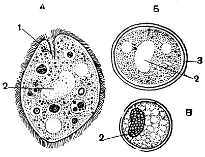 Рис. 116. Troglodytella gorillae - инфузория, паразитирующая в кишечнике гориллы