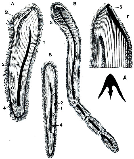 Рис. 117. Безротые инфузории отряда Astomata: А - Mesnilella maritui; Б-Anoplophrya teleuscolicis; В -Radiophrya hoplites с почками на заднем конце; Г - то же, передний конец с прикрепительным аппаратом; Д - изолированный прикрепительный аппарат. 1 - макронуклеус; 2 - микронуклеус; 3 - скелетные лучи; 4 - сократительные вакуоли