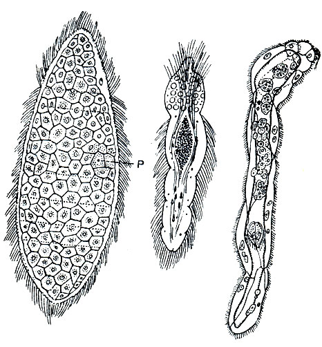 Рис. 119. Представители Mesozoa. На правом рисунке внутри видны развивающиеся молодые особи. Р - половая пора.