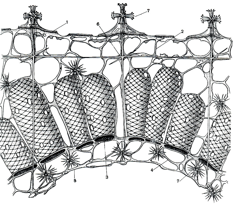 Рис. 126. Разрез через стенку тела стеклянной губки Euplectella aspergillum (по Шульце): 1 - дермальная мембрана; 2 - субдермальные синцитиальные перемычки; 3 - жгутиковые камеры; 4 - субатриальные синцитиальные перемычки; 5 - гастральная мембрана; 6 - макросклеры; 7 - микросклеры