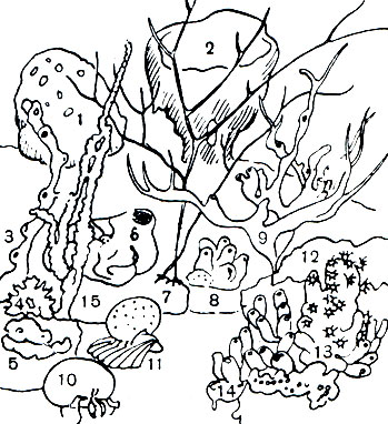 Таблица 5. Поселение губок на дне Средиземного моря:1 - клиона (Cliona); 2 - Calyx; 3 - Siphonochalina; 4 - Acanthella; 5 - Chondrilla; 6 - геодия (Geodia) с сидящей на ней змеехвосткой; 7 - Raspailia; 8 - Halichondria; 9 - Siphonochalina; 10 - пробковая губка (Suberites domuncula) и рак-отшельник; 11 - морской апельсин (Tethya aurantium); 12 - Hymedesmia; 13 - Axinella в сожительстве с коралловыми полипами (Parazoanthus axinellae); 14 - Haliclona; 15 - Axinella