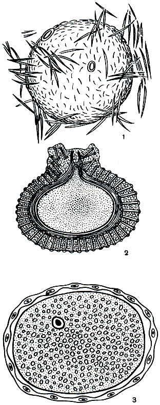 Рис. 131. Геммулы и сорит пресноводных губок (по Резвому): 1 - геммула (Spongilla lacustris) с тонким зернистым воздухоносным слоем и малым количеством микросклер; 2 - то же (Ephydatia blembingia), видны клеточное содержимое геммулы, хитиновая капсула, воздухоносный слой с рядами лежащих в нем микросклер; 3 - сорит байкальской губки (Baika-lospongia bacillifera) в капсуле из плоских клеток, в средней части сорита имеется единственное ядро, на периферии заметны остатки дегенерирующих ядер, питающих клетки; сорит переполнен зоохлореллами