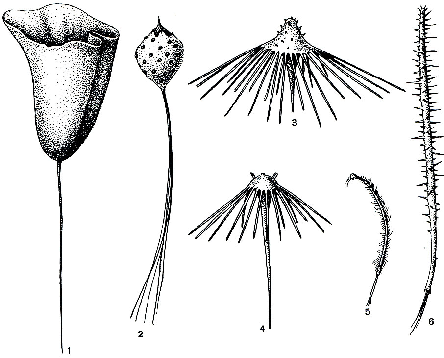 Рис. 133. Глубоководные губки: 1,2 - губки гиалонемы (Hyalostylus dives, Hyalonema elegans); 3-6 - морские ершики (Cladorhiza longipinna, Axoniderma mirabile, Asbestopluma sp., Cladorhiza rectangularis)