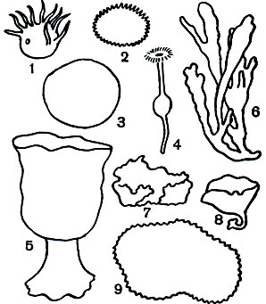 Таблица 7. Губки. Четырехлучевые губки: 1 - Polymastia corticata; 2 - Tetilla cranium; 3 - геодия (Geodia macandrewii); 4 - Disyringa dissimilis; 5 - чаша Нептуна (Poterion neptuni). Кремнероговые губки: 6 - байкальская губка (Lubomirskia baikalensis); 7 - морской каравай (Halichondria panicea); 8 - Semisuberites arctica; 9 - роговая губка (Hircinia variabilis)