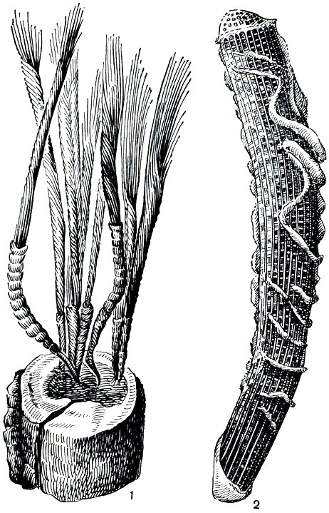 Рис. 137. 1 - украшение, изготовленное из корневых пучков игл губки гиалонемы (Hyalonema sieboldi); 2 - скелет губки корзинка Венеры (Euplectella aspergillum)