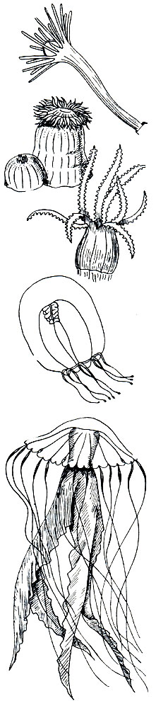 Рис. 139. Полипы и медузы. Сверху вниз: гидроидный полип гидрактиния (Hydractinia), коралловый полип актиния (Actinia), красный коралл (Corallium), гидромедуза битотиара (Bythotiara), сцифоидная медуза хризаора (Chrysaora)