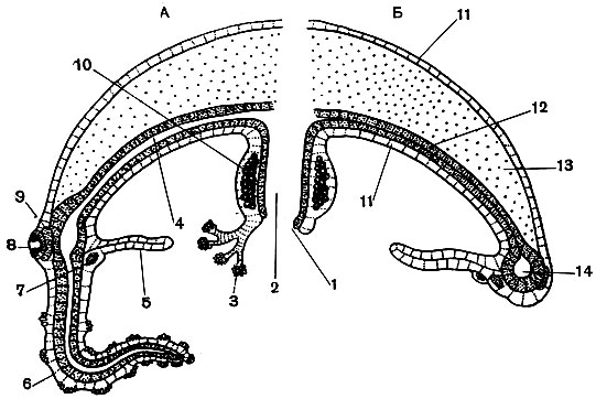 Рис. 142. Схема продольного разреза гидроидной медузы: А - в плоскости радиального канала; Б - между радиальными каналами. 1 - ротовое отверстие; 2 - желудок; 3 - ротовые щупальца; 4 - радиальный канал; 5 - парус; 6 - краевое щупальце; 7 - двигательное нервное кольцо; 8 - глазок; 9 - чувствительное нервное кольцо; 10 - половая железа; 11 - эктодерма; 12 - энтодерма; 13 - мезоглея; 14 - кольцевой канал