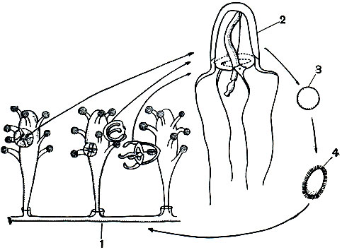 Рис. 149. Схема жизненного цикла гидроидных (Соrynе): 1 - полипы, выпочковывающие медуз; 2 - свободноплавающая медуза; 3 - яйцо; 4 - планула