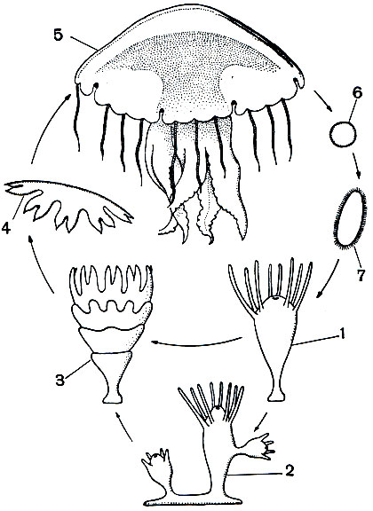 Рис. 150. Схема жизненного цикла сцифоидных (Chrysaora): 1 - сцифистома; 2 - сцифистома, выпочковывающая молодых сцифистом; 3 - сцифистома в стадии стробилы; 4 - эфира; 5 - медуза; 6 - яйцо; 7 - планула