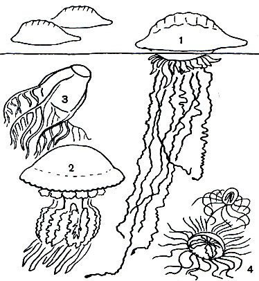 Таблица 8. Ядовитые кишечнополостные: 1 - 'португальский кораблик' (Physalia); 2 - корнерот (Rhizostoma); 3 - хиродропус (Ghirodropus); 4 - крестовичок (Gonionemus)