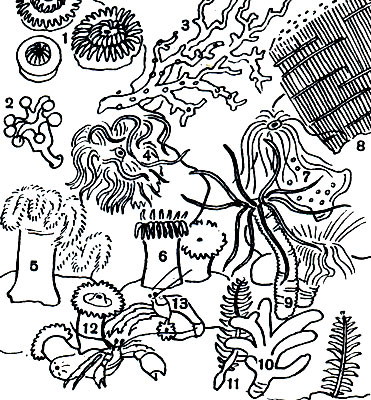 Таблица 9. Коралловые полипы на дне Средиземного моря: 1 - лошадиные актинии (Actinia equina); 2 - сидячая сцифоидная медуза (Lucernaria